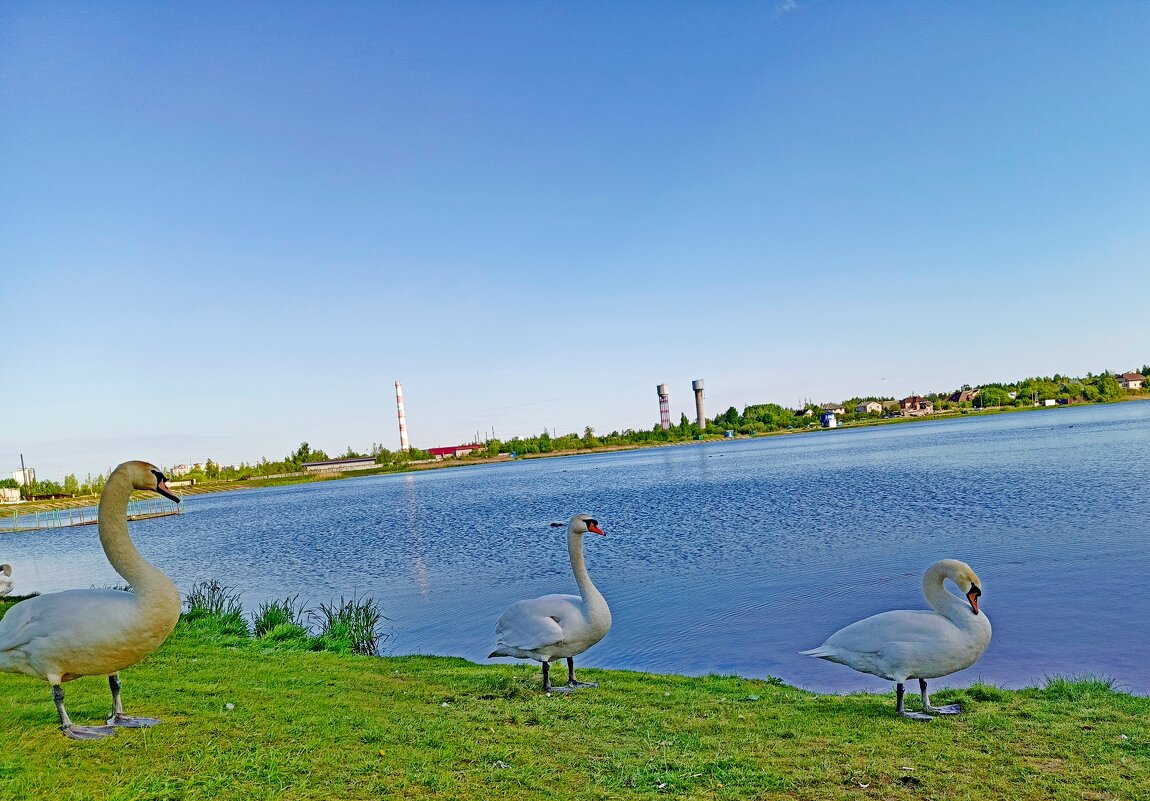 Утренний моцион. - Vladimir Semenchukov Утренний моцион. - Vladimir Semenchukov