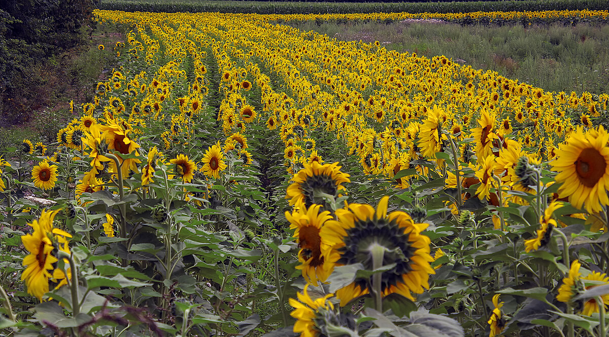 **** - Андроник Александр 