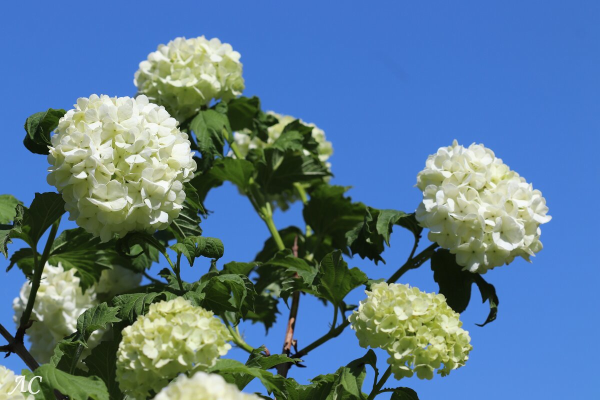 Калина Бульденеж - Любовь Сахарова