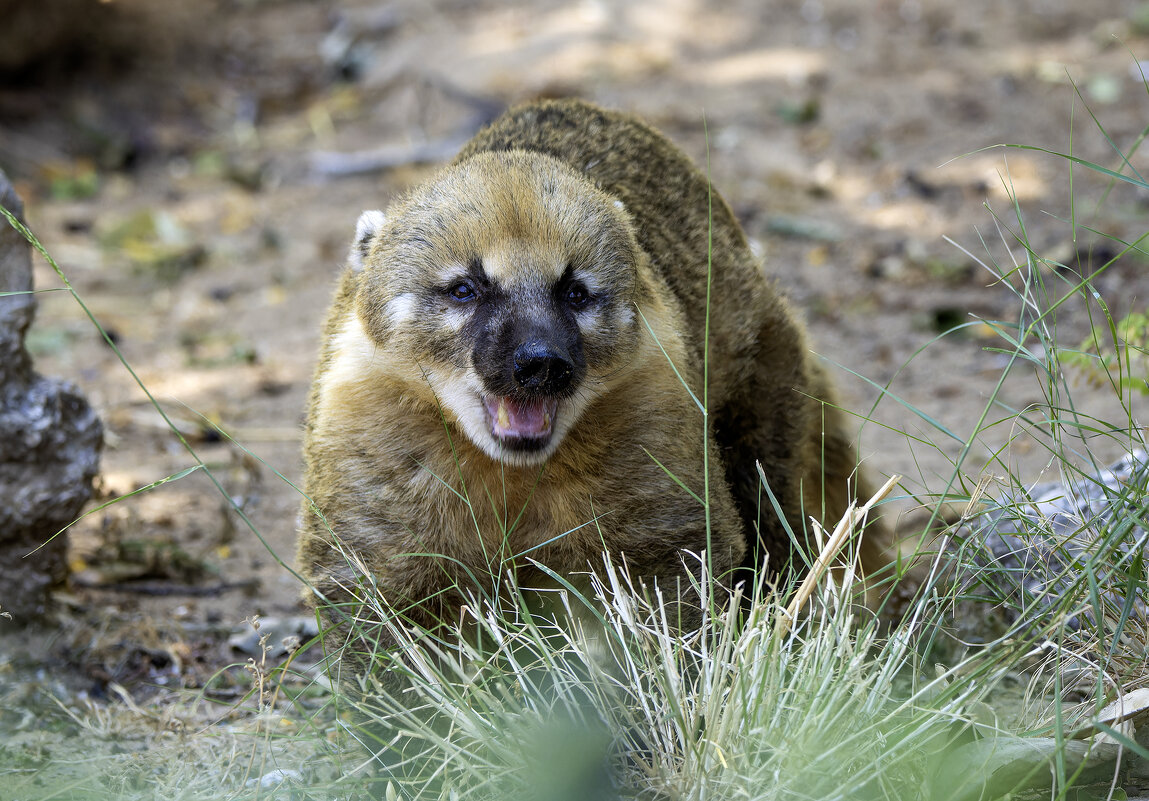 Обыкновенная носуха. - Alexander Amromin Обыкновенная носуха. - Alexander Amromin