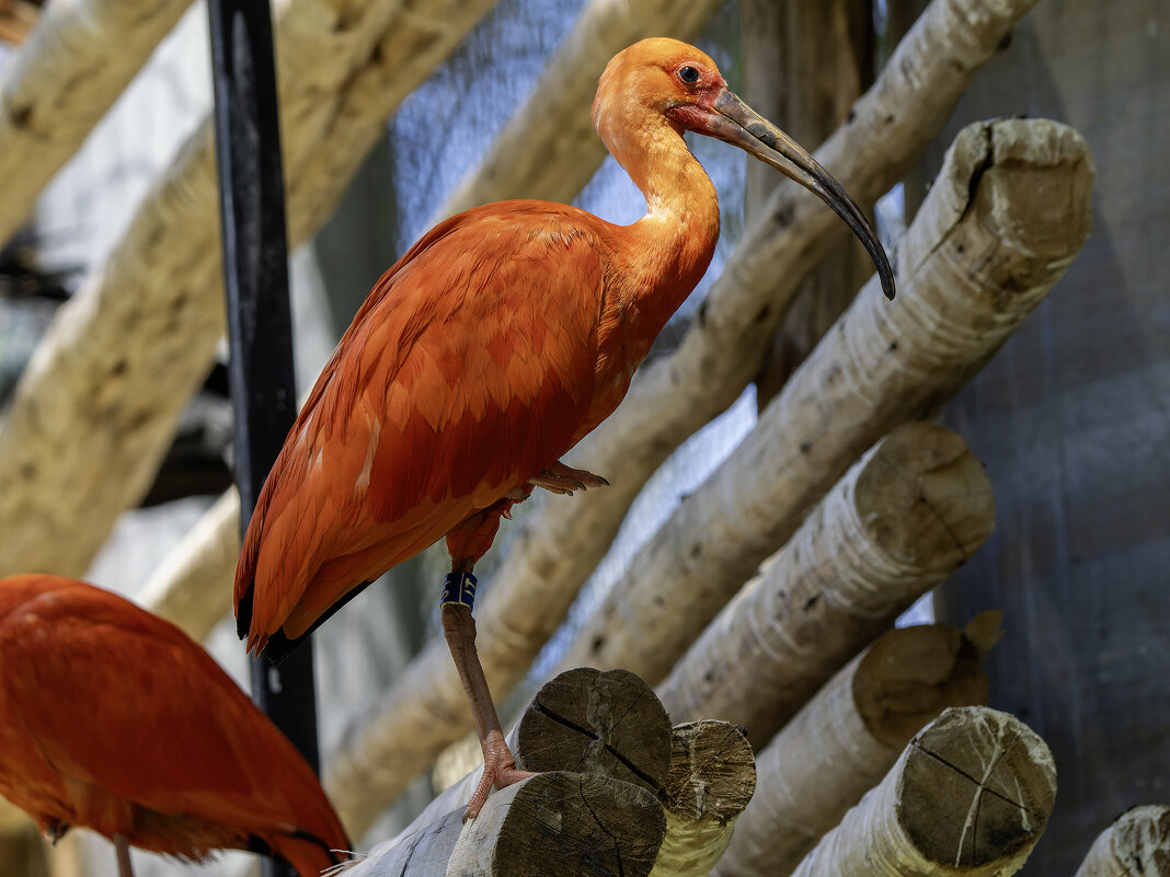 Красный ибис. - Alexander Amromin