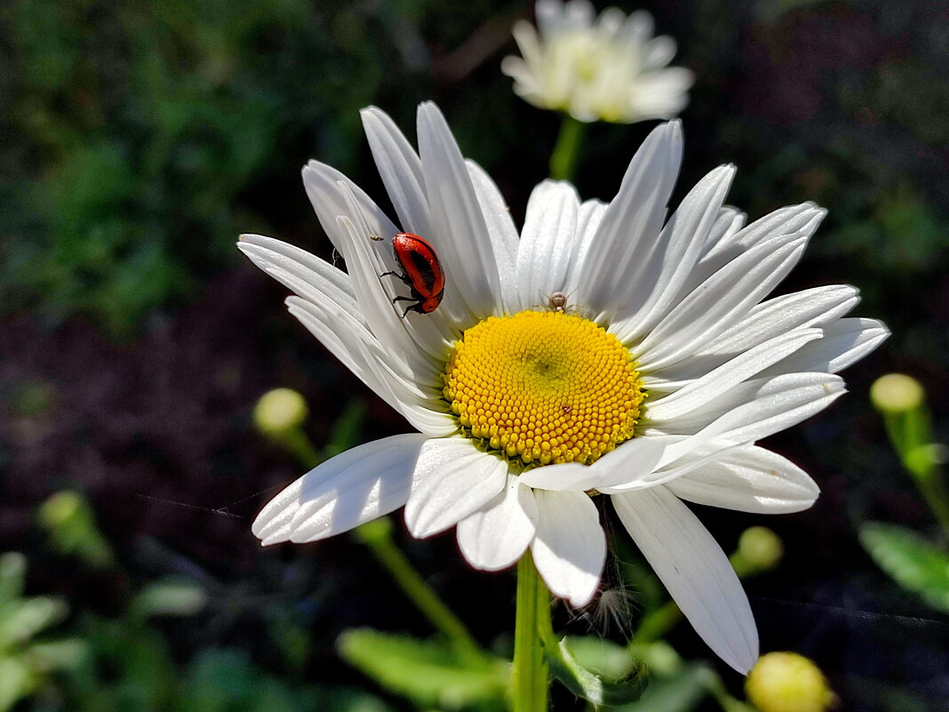 Зацвели ромашки- наступило лето - Валентина Богатко 