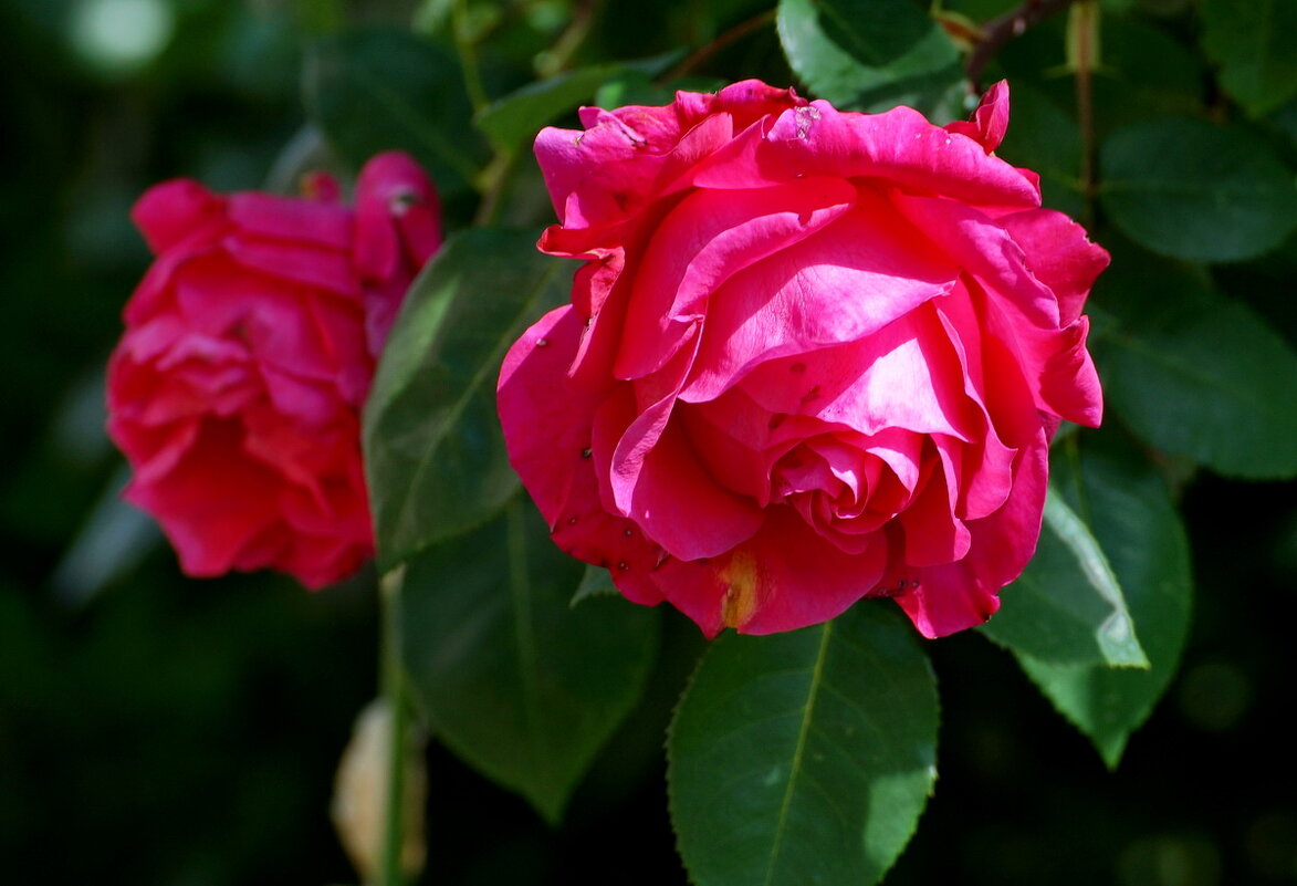 И вот ОНО ЛЕТО... - Николай Саржанов И вот ОНО ЛЕТО... - Николай Саржанов