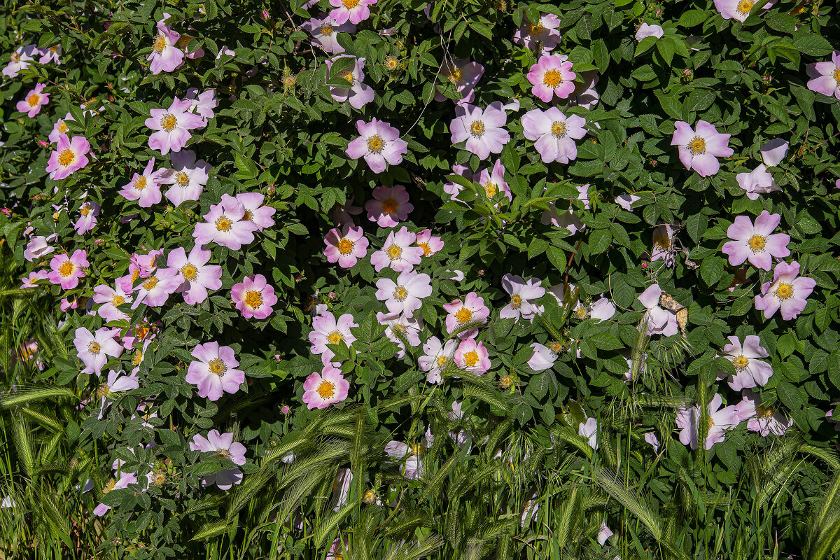 Шиповник - Анатолий Чикчирный Шиповник - Анатолий Чикчирный