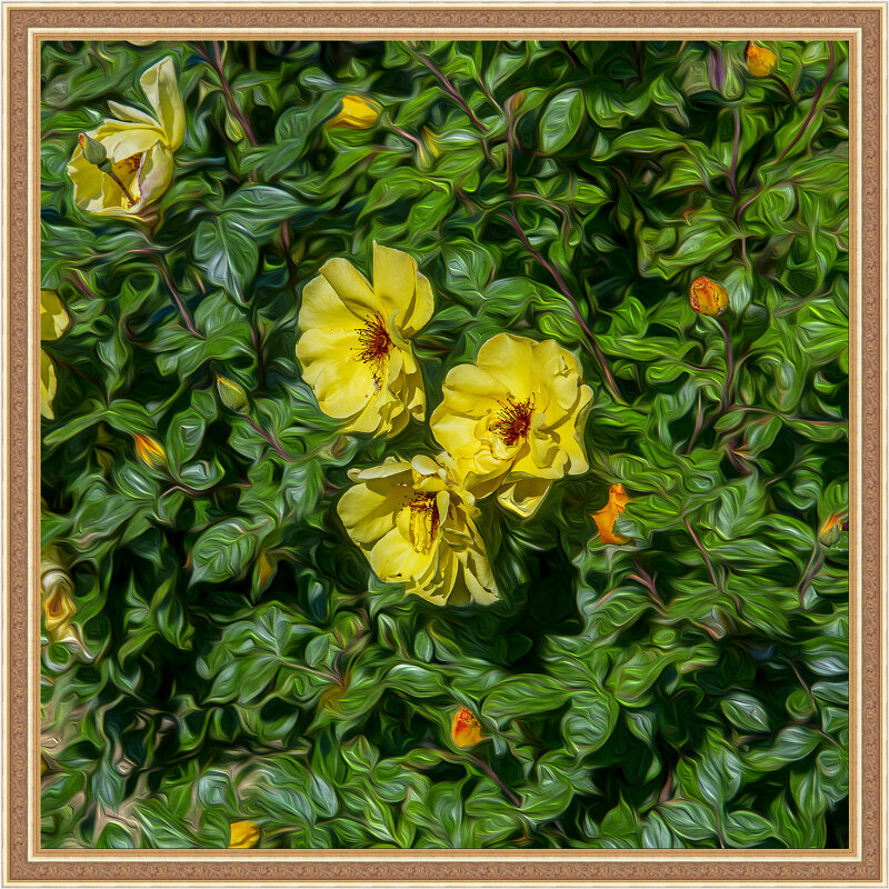 Розы - Анатолий Чикчирный