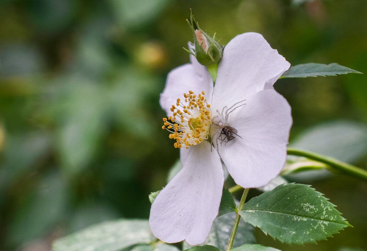 Удачная охота. - Николай Удачная охота. - Николай