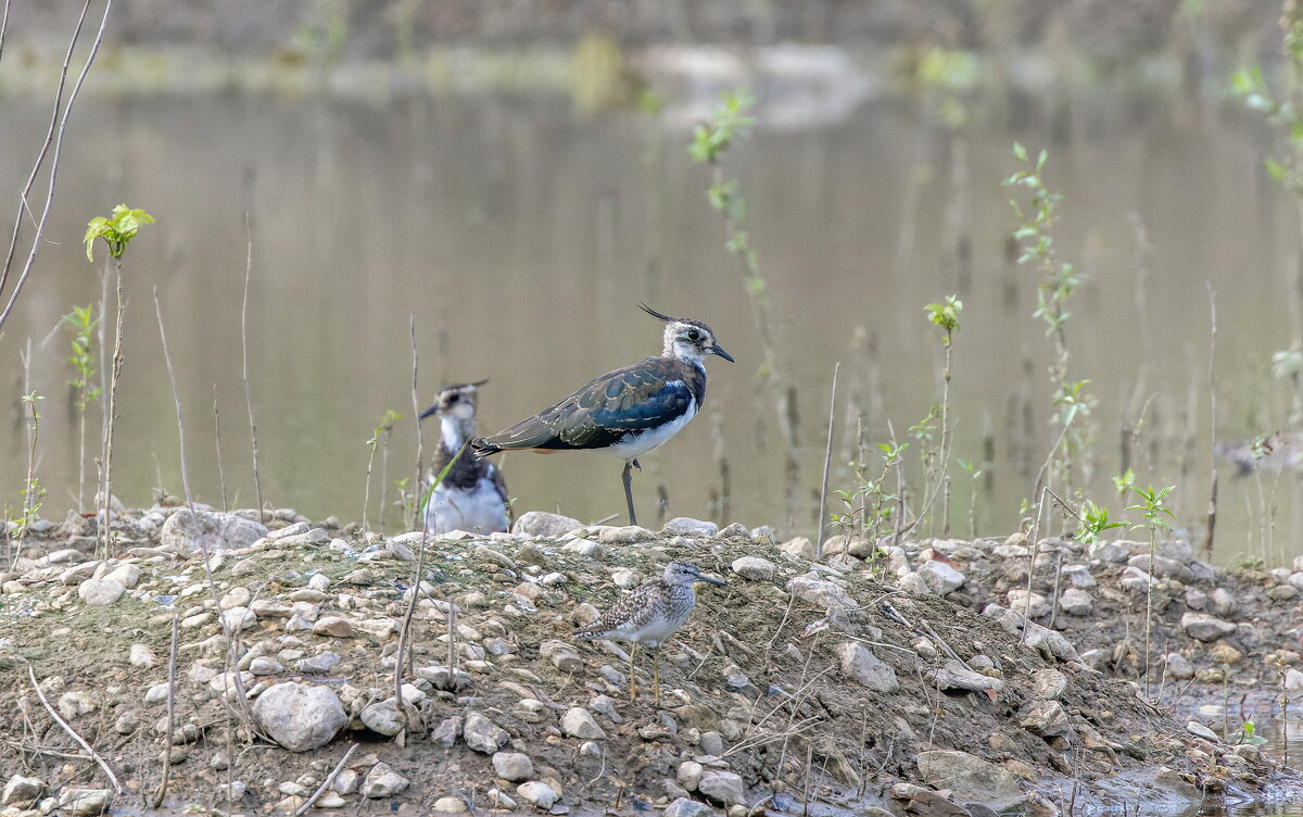 чибис - юрий макаров