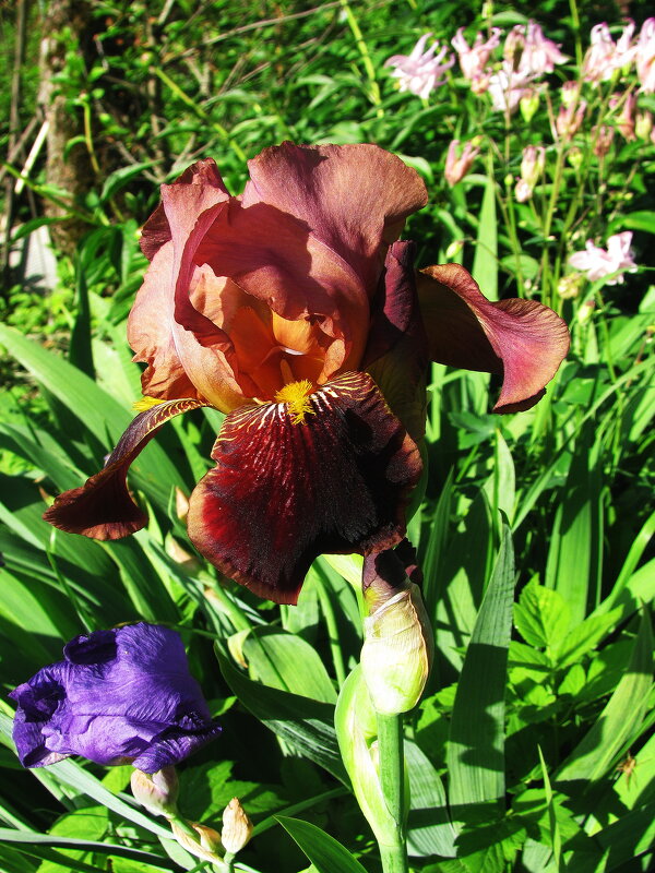 Красавчик - Людмила Смородинская