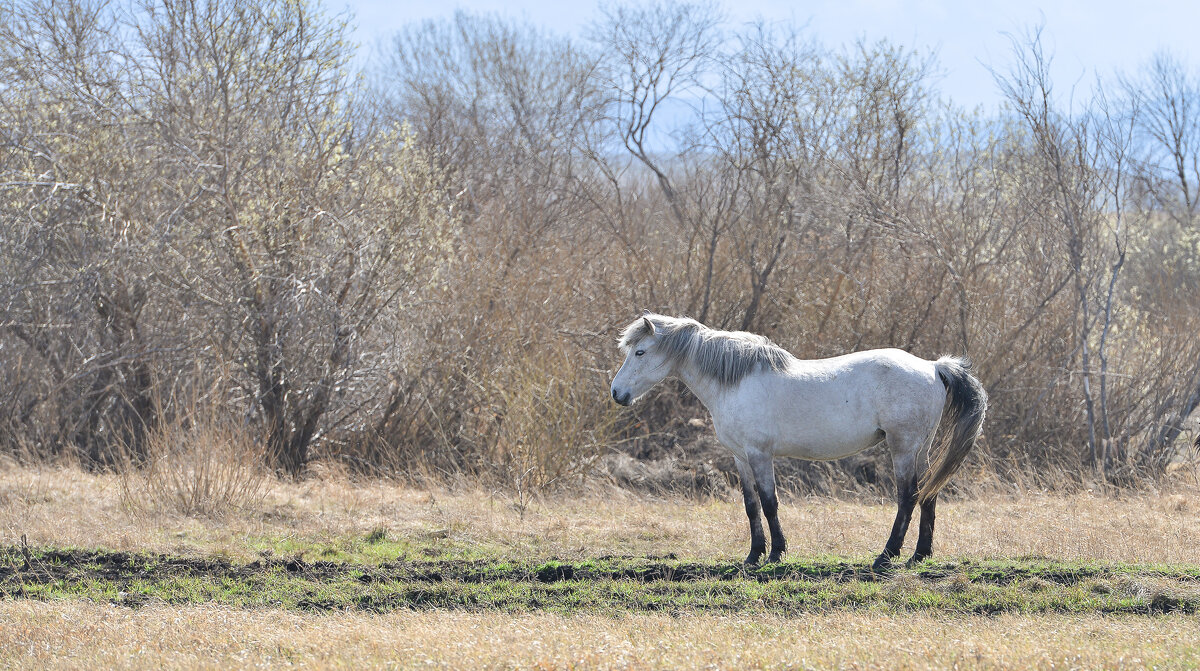 Травка зеленеет, солнышко блестит, белая лошадка, позирует, стоит ... - Maxxx© Травка зеленеет, солнышко блестит, белая лошадка, позирует, стоит ... - Maxxx©