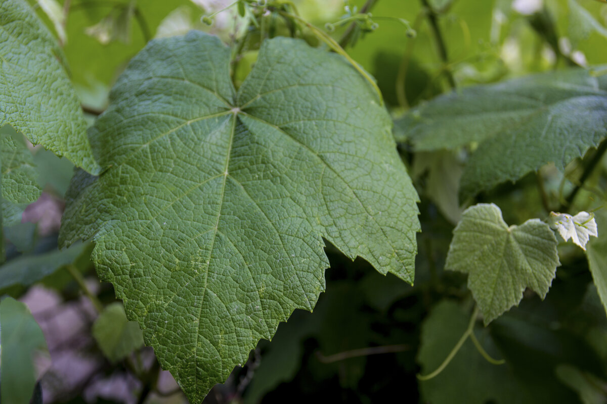 Виноградный лист - Валентин Семчишин