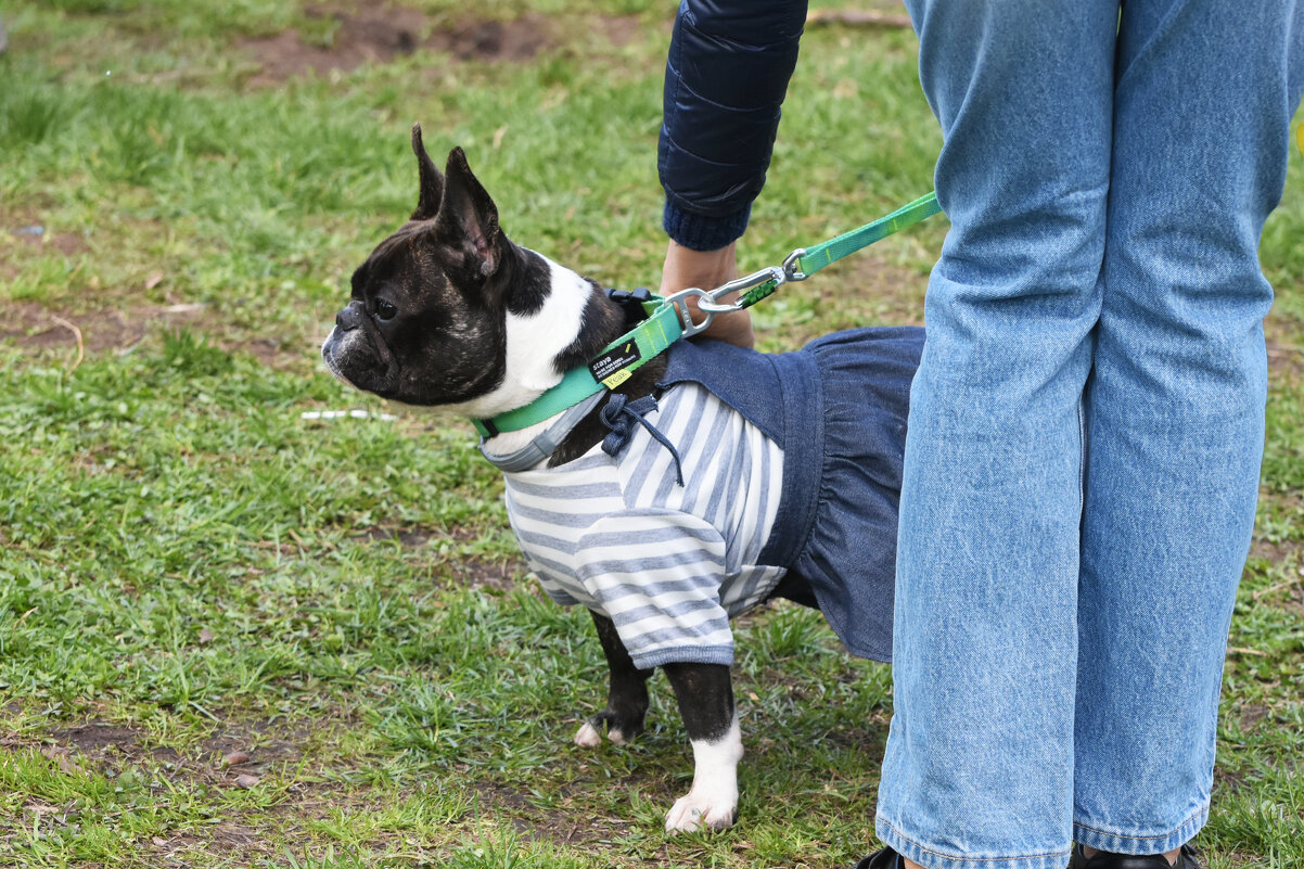 Москва. Парад французских бульдогов в усадьбе «Воронцово». - Наташа ***** Москва. Парад французских бульдогов в усадьбе «Воронцово». - Наташа *****