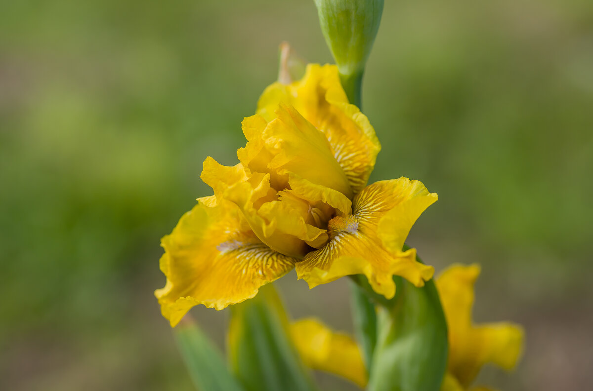 Ирис ложноаировый. - Sergey (Apg) Ирис ложноаировый. - Sergey (Apg)