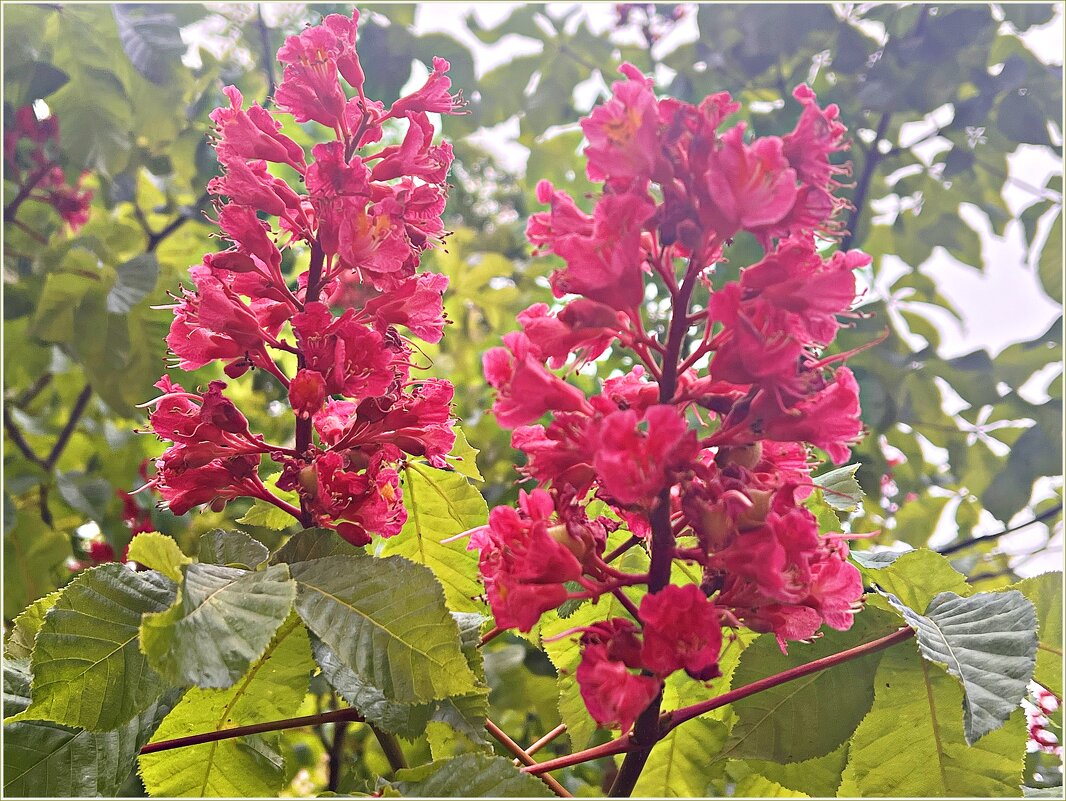 Розовый каштан. - Валерия Комова Розовый каштан. - Валерия Комова