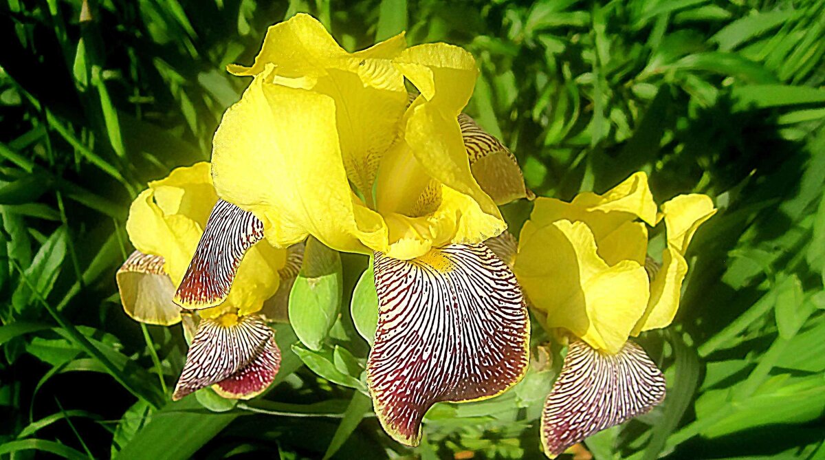 Солнечный ирис - Елена Семигина