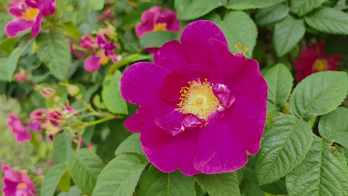 ,,, - Сергей Тимоновский