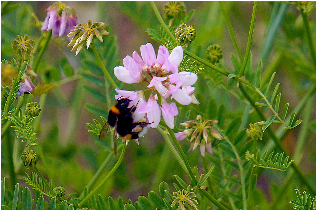 Здравствуй Лето ! - Сеня Белгородский Здравствуй Лето ! - Сеня Белгородский