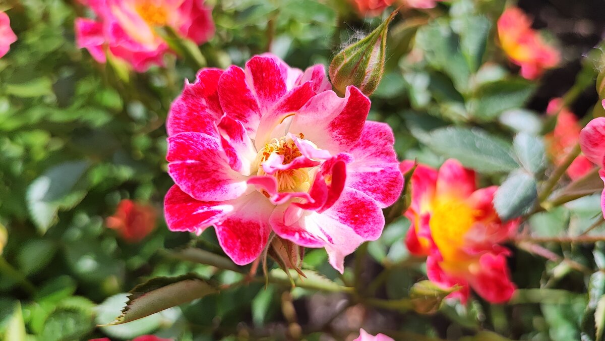 ,,, - Сергей Тимоновский