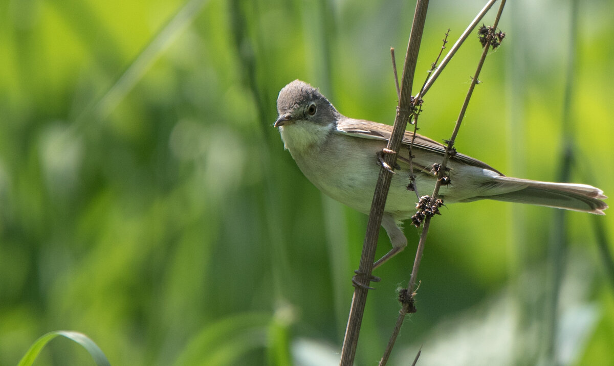 Камышовка. - Владимир Безбородов