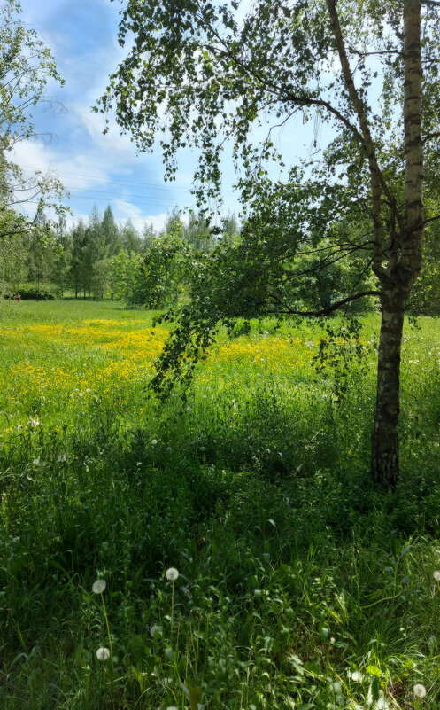 Пора одуванчиков. - Владимир Безбородов