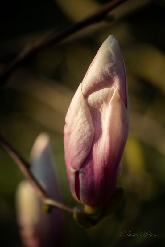 Цветок магнолии в вечернем свете... - Николай Гирш