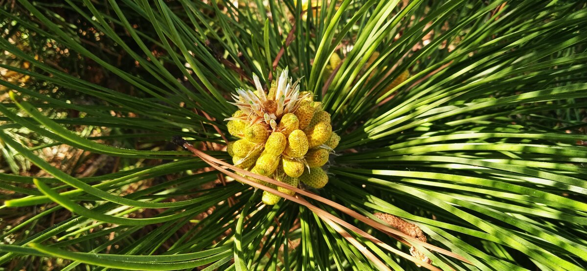 майские шишки - Елена Шаламова