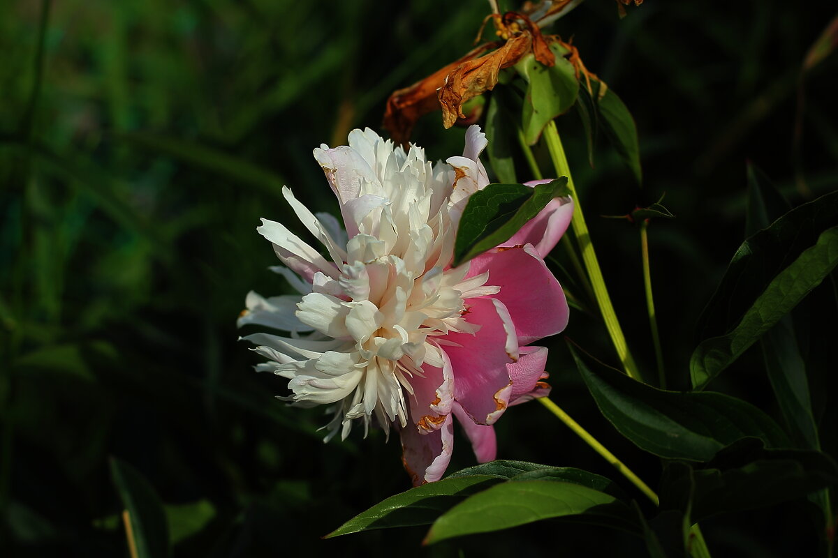 Пион - Юрий Гайворонскiий