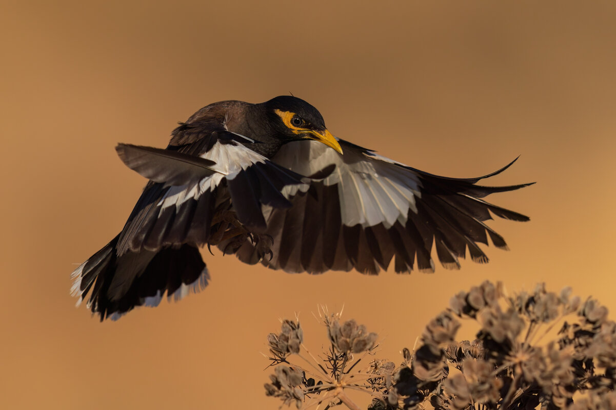 *** - Евгений Фруман