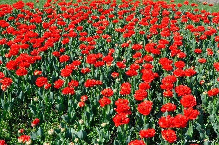 Тюльпани цвітуть - Степан Карачко