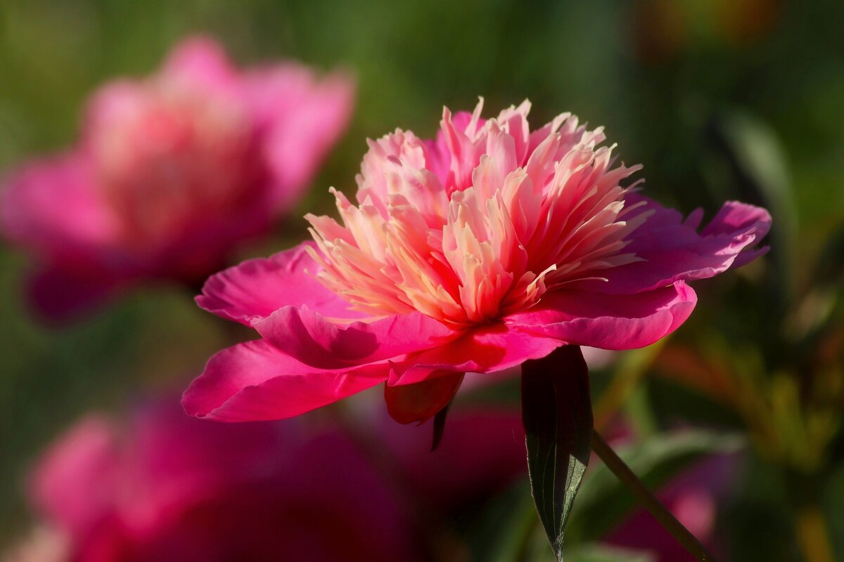 Утро пионов - Юрий. Шмаков