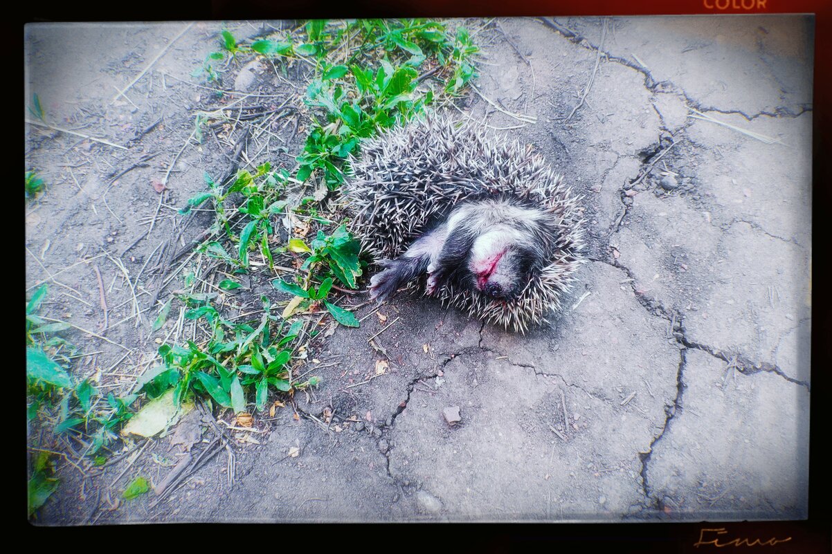 Дачный ёж. - Игорь Солдаткин