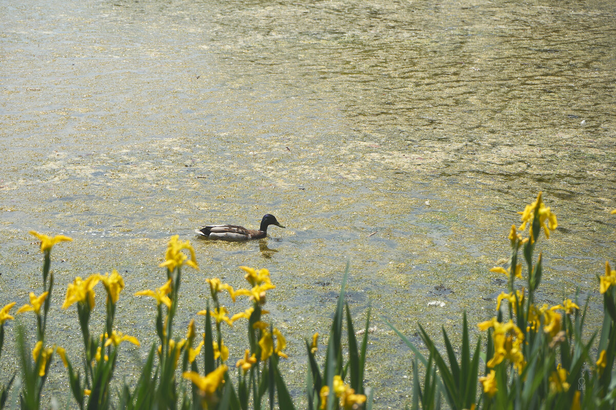 Ботанический сад 06 - Олег Манаенков Ботанический сад 06 - Олег Манаенков
