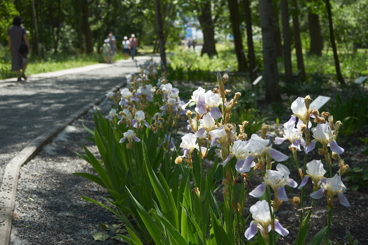 Ботанический сад 10 - Олег Манаенков Ботанический сад 10 - Олег Манаенков