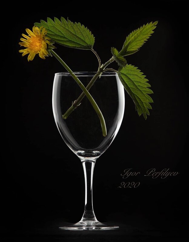 Вино из одуванчиков - игорь 