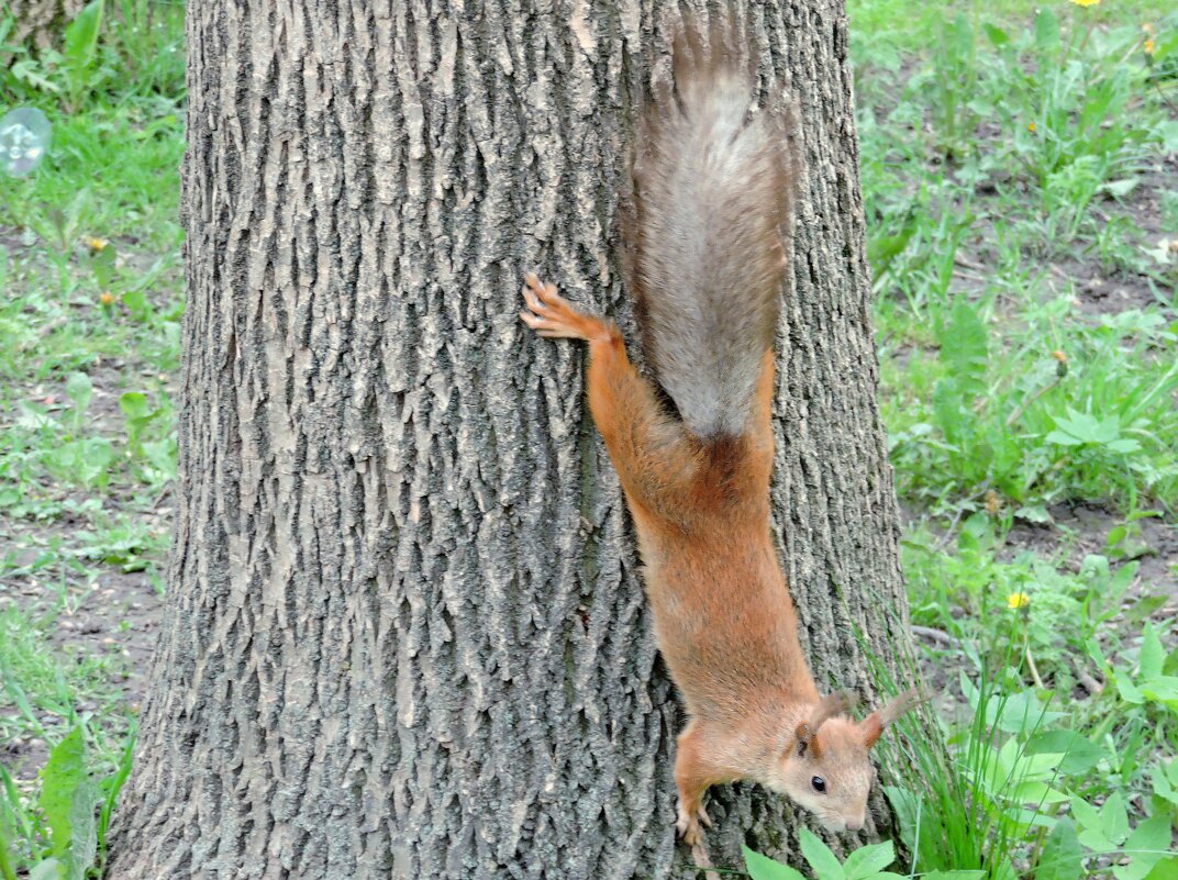 Решила проверить насчёт орехов - Мария Васильева