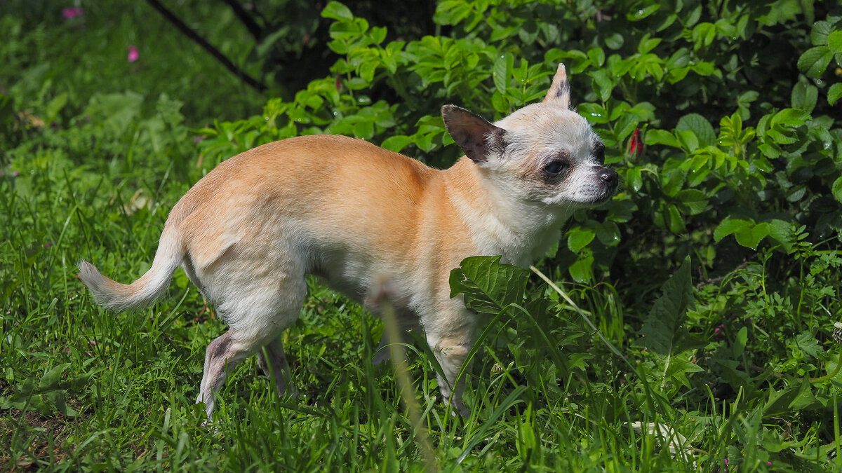 ***** - юрий поляков