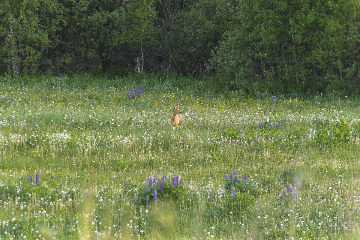 Косуля в лесу - Алексей Булак Косуля в лесу - Алексей Булак