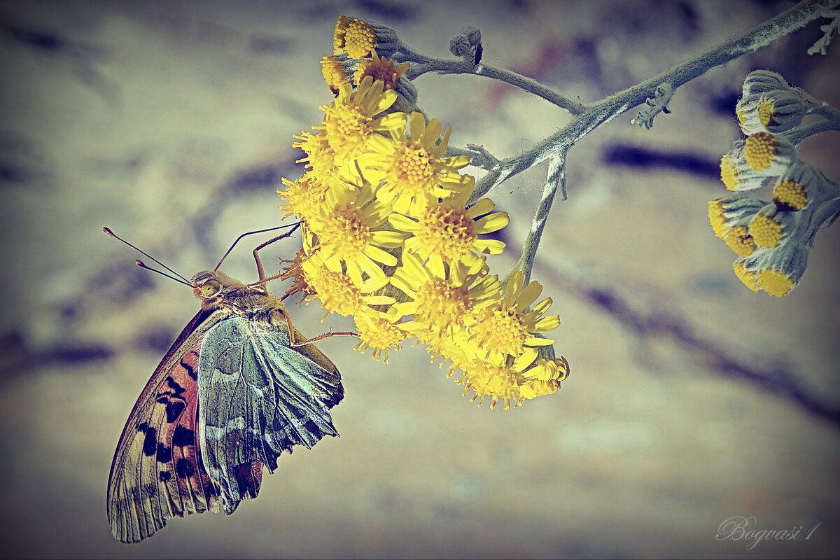 Про лето. - Василий Богданов Про лето. - Василий Богданов