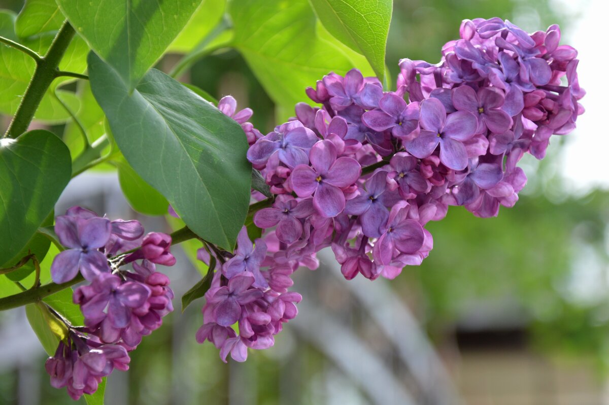 Ветка сирени... - Надежда Куркина Ветка сирени... - Надежда Куркина
