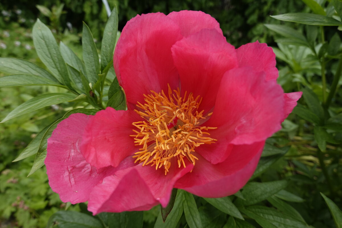 Сами собой Стихи срываются с губ - Цветут пионы. Ёса Бусон... - Галина Сами собой Стихи срываются с губ - Цветут пионы. Ёса Бусон... - Галина