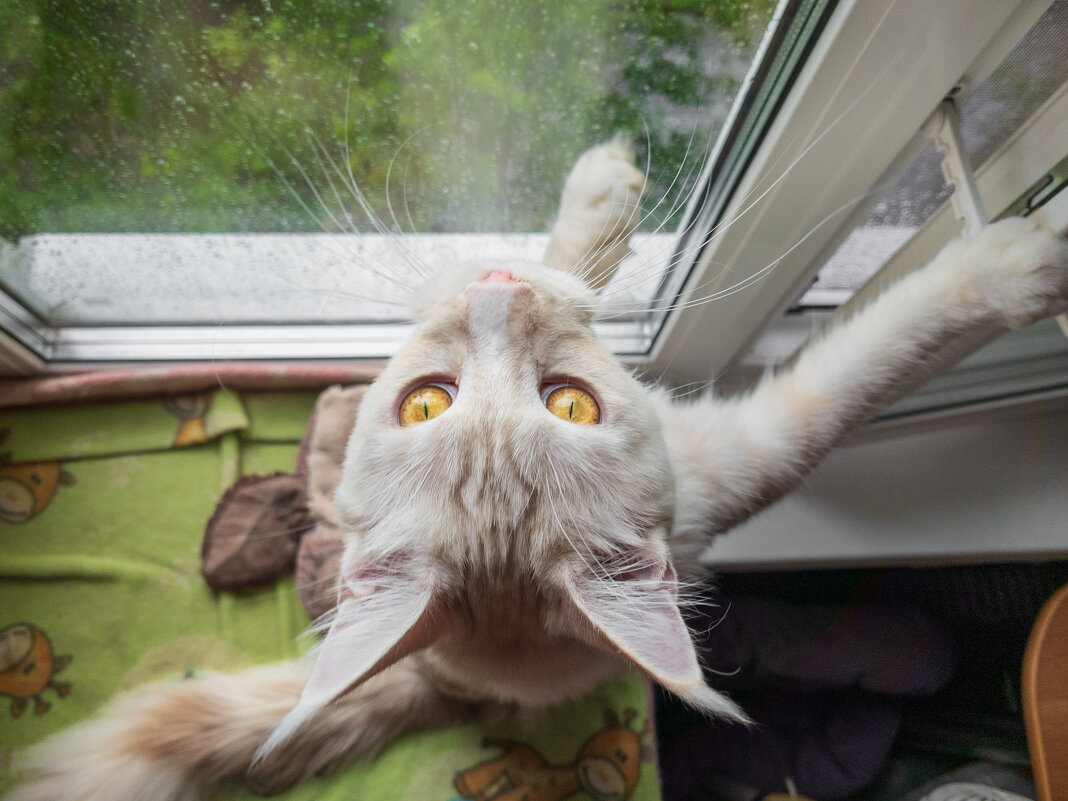 Эльза у окна. - Борис Калитенко