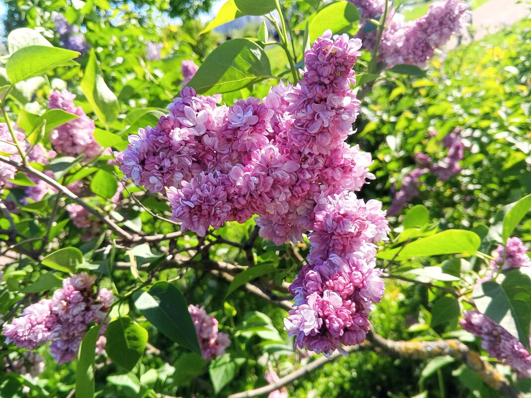 Сирень - Сапсан 