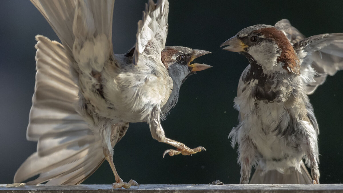 Разговор... - olegdanilhenko Олег Данильченко Разговор... - olegdanilhenko Олег Данильченко