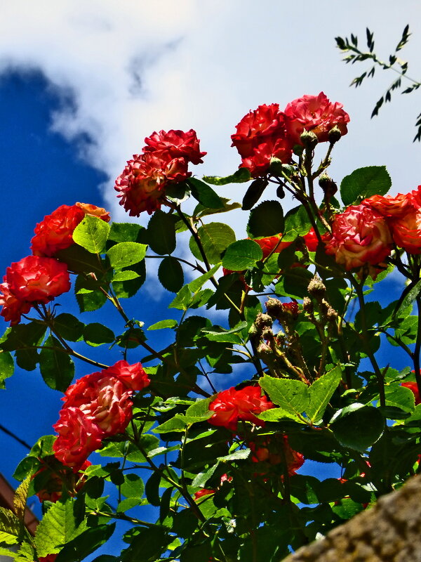 Летние этюды 5 - Алексей Кузнецов