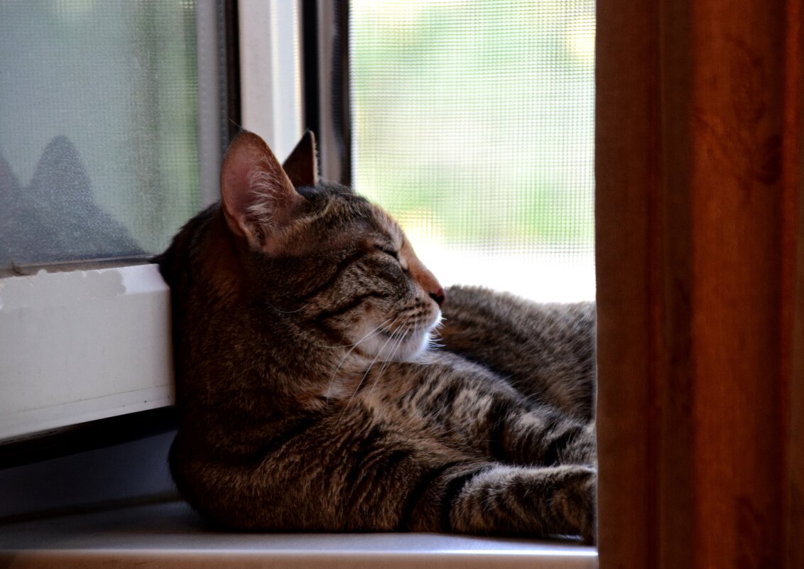 Зоська предается мечтам - Павленко Михаил 