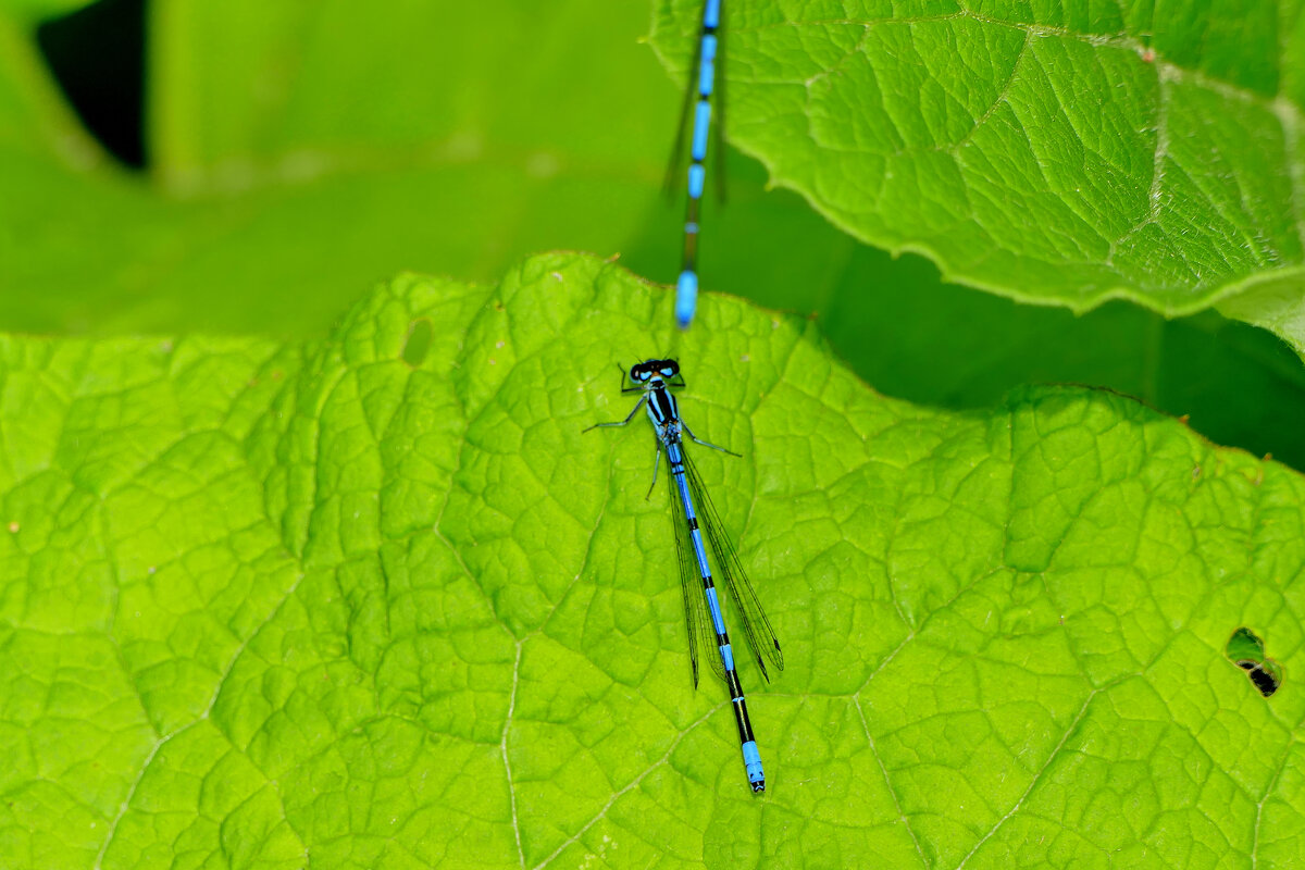Стрекозы конца мая 1 - Александр Прокудин Стрекозы конца мая 1 - Александр Прокудин