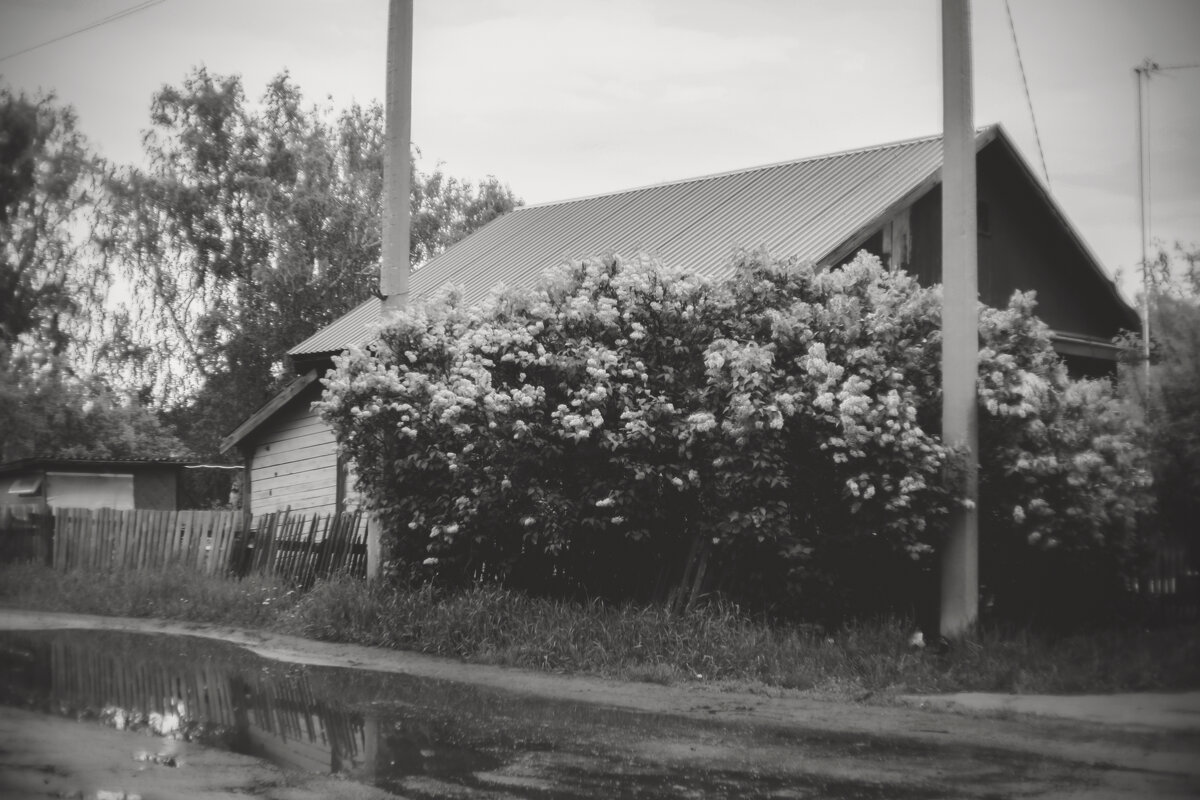 Цветёт сирень (чб) - Сергей Царёв Цветёт сирень (чб) - Сергей Царёв