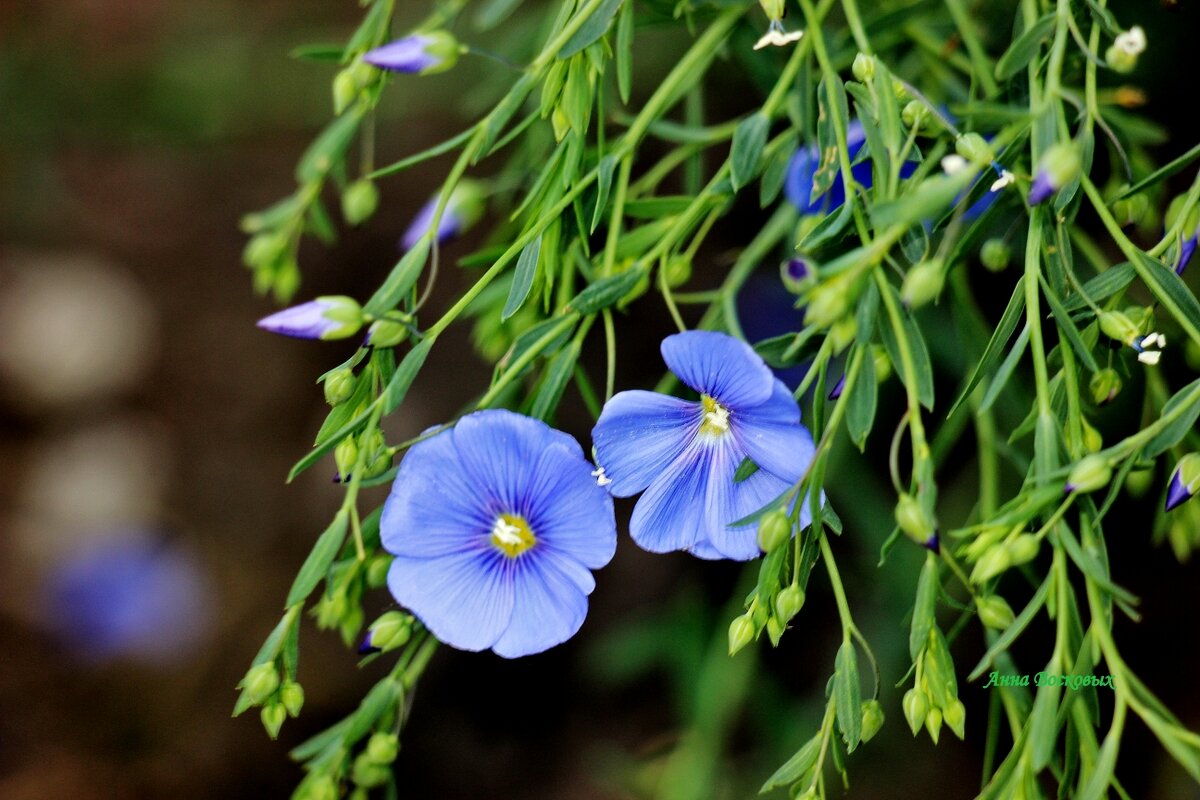 Ленок цветёт! Такой простенький, милый и нежный. - Восковых Анна Васильевна Ленок цветёт! Такой простенький, милый и нежный. - Восковых Анна Васильевна