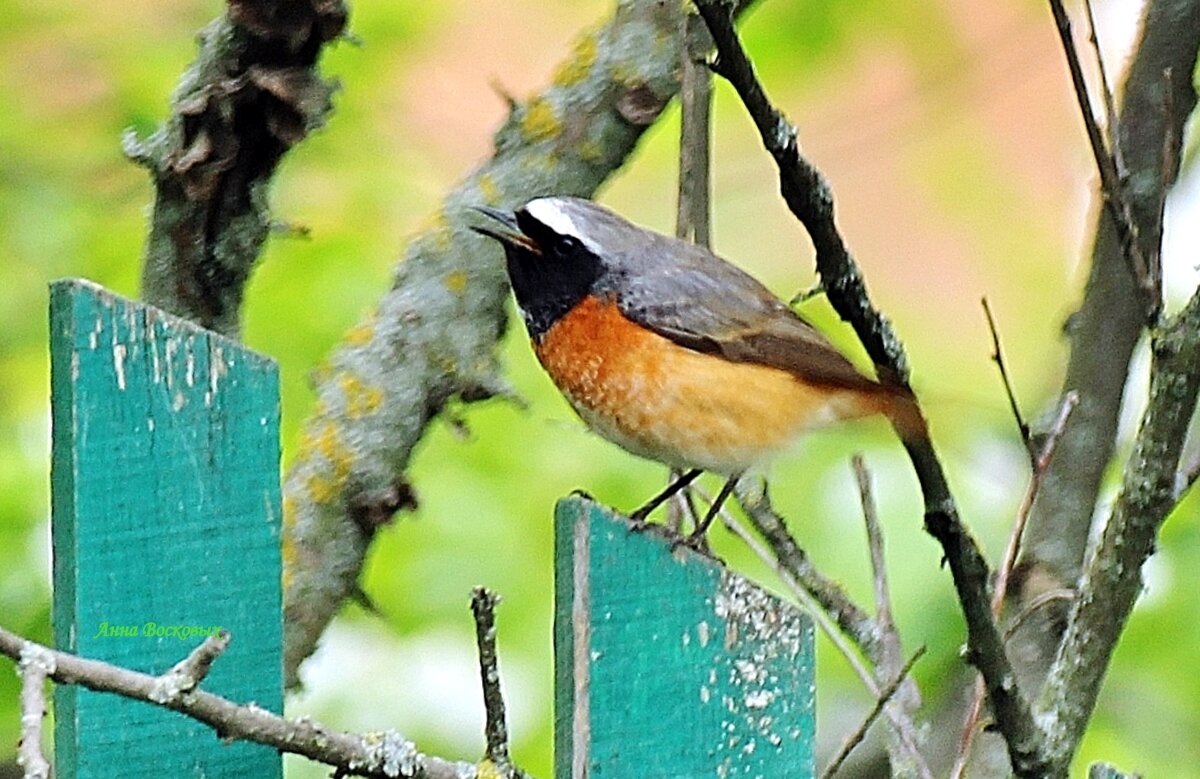 Горихвостка. - Восковых Анна Васильевна Горихвостка. - Восковых Анна Васильевна