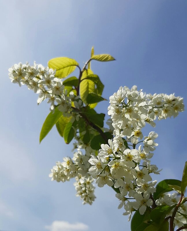 Был месяц май. Черемуха - Наталья Герасимова Был месяц май. Черемуха - Наталья Герасимова