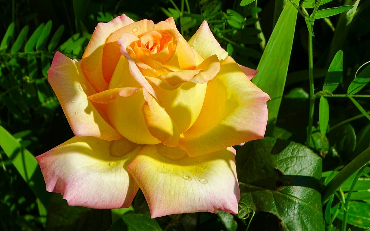 Розы в первый день лета. - Милешкин Владимир Алексеевич Розы в первый день лета. - Милешкин Владимир Алексеевич